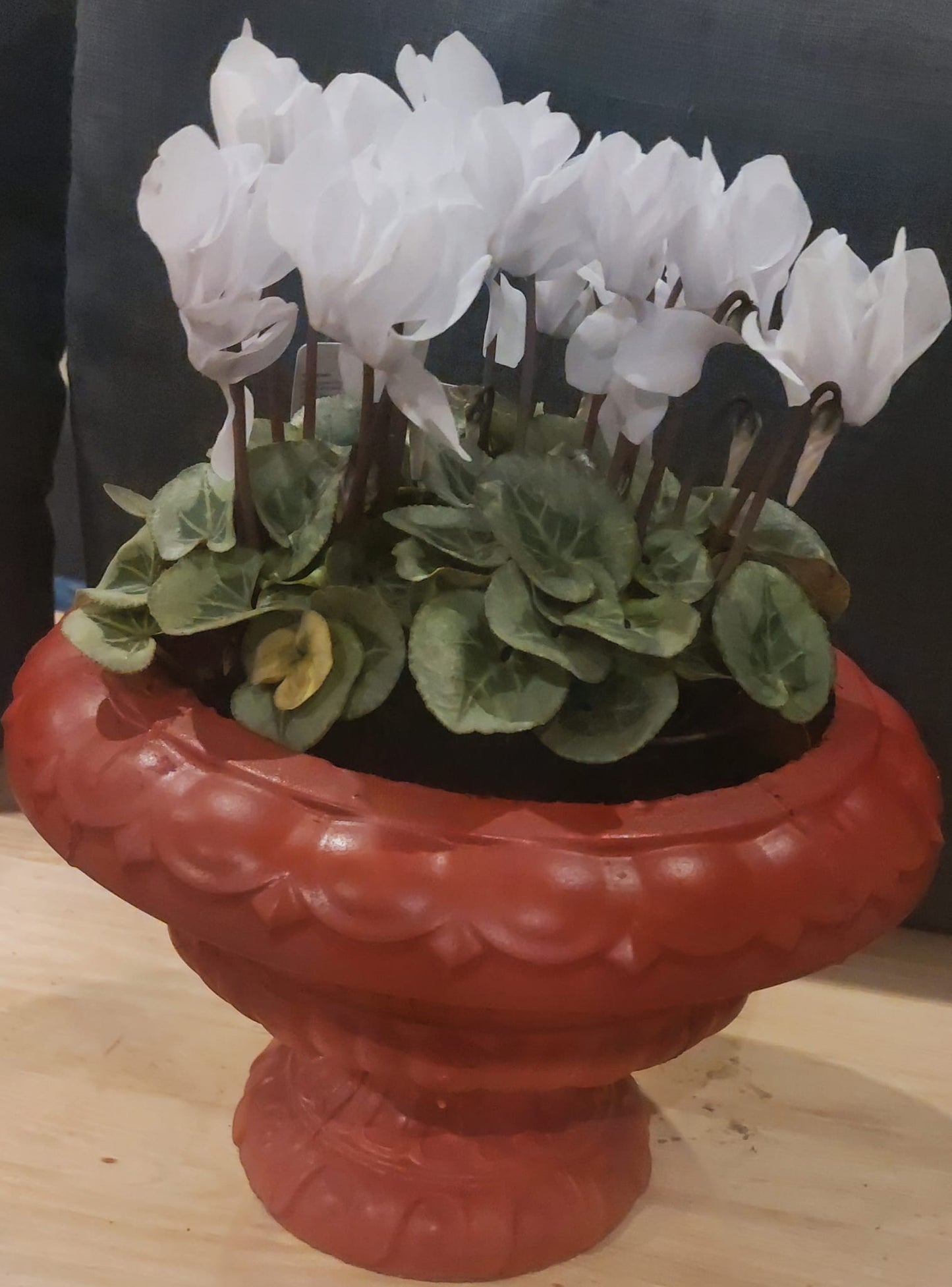 Concrete Flower Pot flower, Porch Door Pot