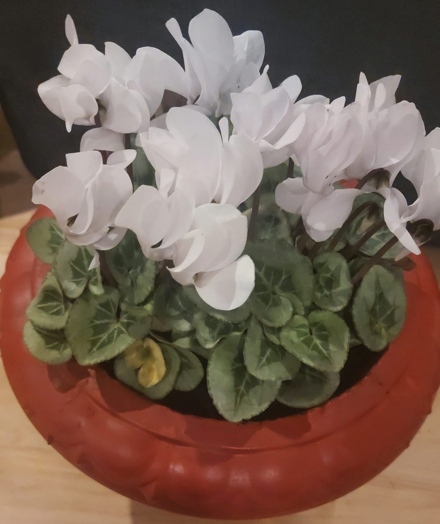 Concrete Flower Pot flower, Porch Door Pot