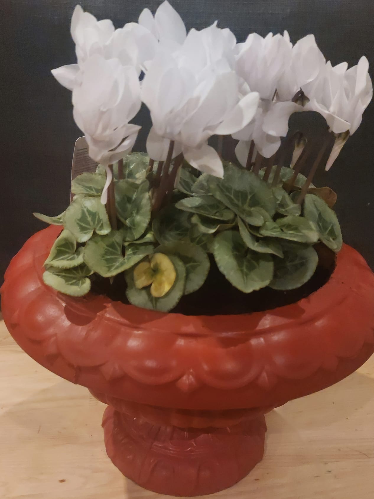 Concrete Flower Pot flower, Porch Door Pot