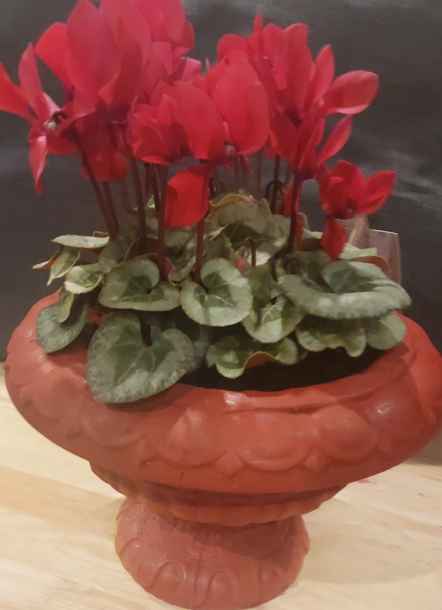 Concrete Flower Pot flower, Porch Door Pot