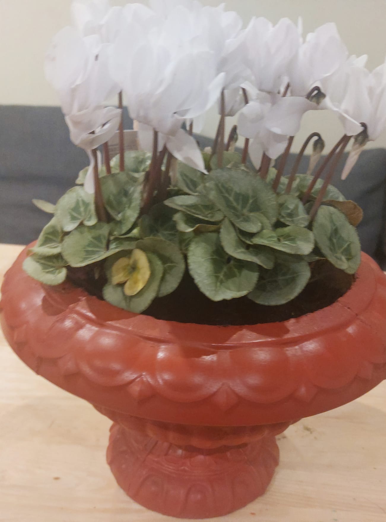 Concrete Flower Pot flower, Porch Door Pot