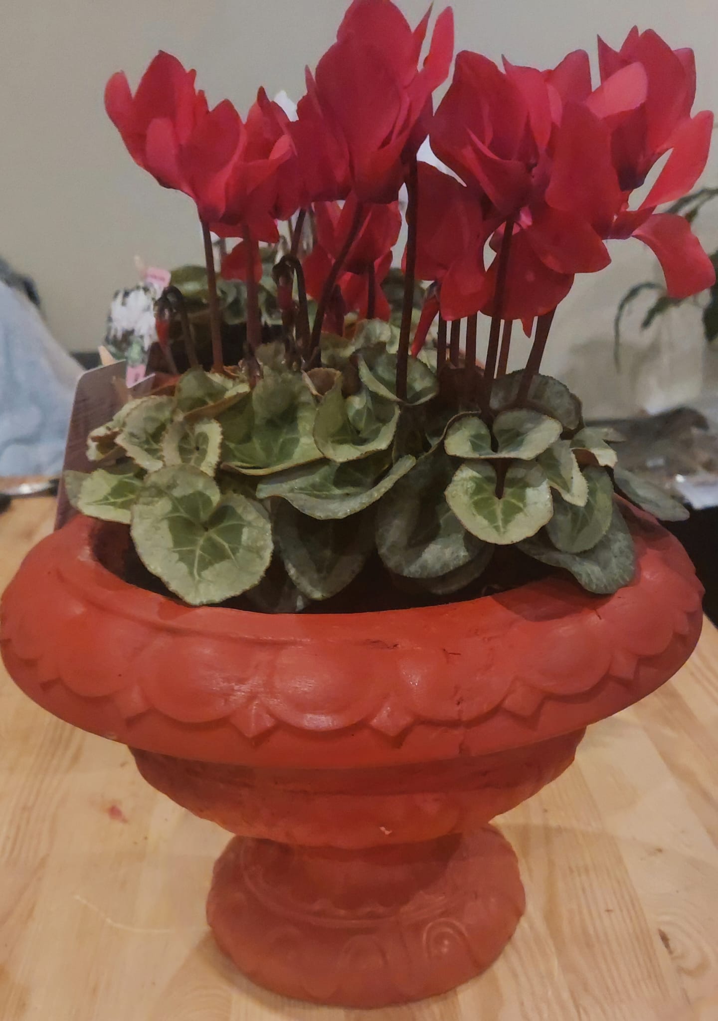Concrete Flower Pot flower, Porch Door Pot