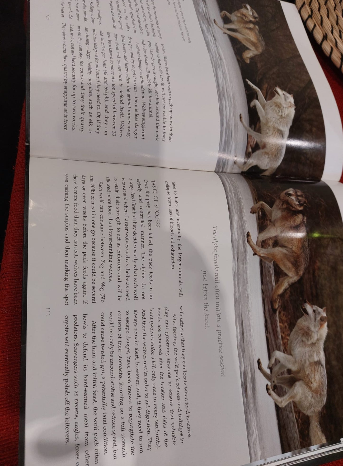 WOLVES CAPTURIND THE NATURE SPIRIT OF THESE INCREDIBLE ANIMALS BOOK